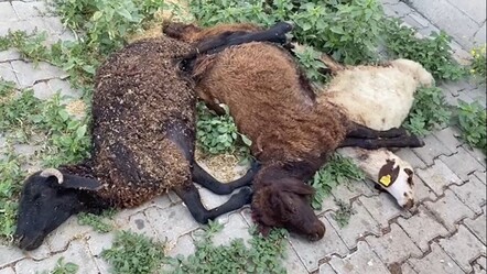 Başıboş köpekler küçükbaş hayvanları telef etti - gundem