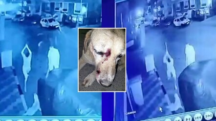 Baba-oğul uyuyan köpeğe sopalarla saldırdı! Mahkemeden 