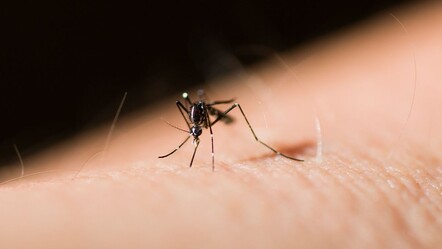 Basit bir sinek ısırığı deyip geçmeyin! Ciddi reaksiyona yol açabilir - dunya