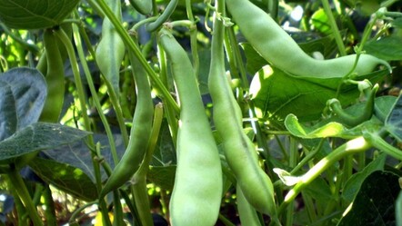 Markette 200 TL'yi görmüştü! Taze fasulye 20 TL'ye düştü, üretici şaşkın - ekonomi