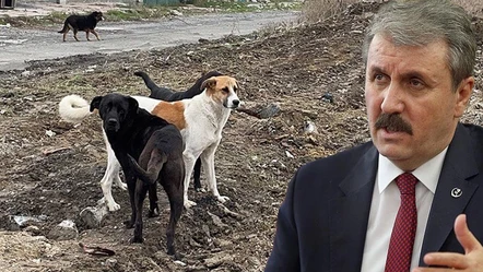 BBP lideri Destici'den sokak köpekleri açıklaması: Saldırgan ve sahipsiz olanları uyutalım - Gündem