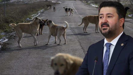 AK Partili Çalışkan: Önlem alınmazsa 2030'da 50 milyon sahipsiz köpek olabilir - Gündem