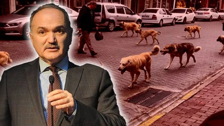 AK Partili başkandan sokak hayvanları çıkışı: Bakanlık ve belediyeler çalışsaydı... - Gündem