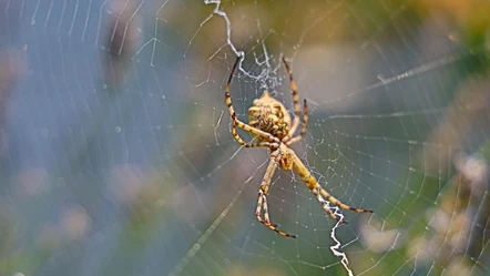 Dünyanın en zehirli örümceklerinden! Türkiye'de yayılıyor, vatandaşlar tedirgin - Yaşam