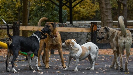 İşte kara tablo: 4 milyon köpeğe 322 barınak - gundem