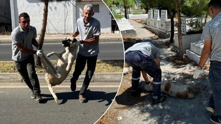 Sahipsiz köpekleri toplayan Silvan Belediyesi tepkilerin ardından paylaşımını sildi! İkinci açıklama hayrete düşürdü - gundem