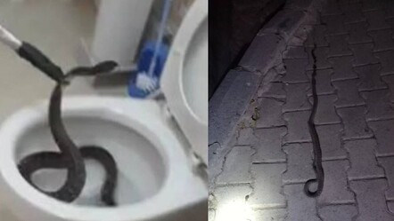 Elazığ'da korku dolu anlar! Lavaboya yılan girdi: Elini yıkarken fark etti - gundem