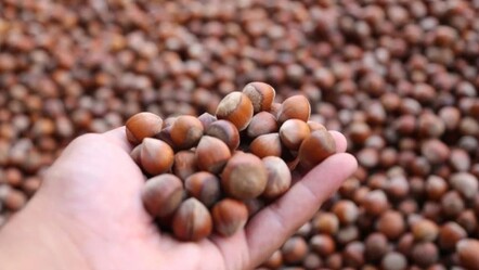 2024/2025 fındık alım fiyatı açıklandı - yasam