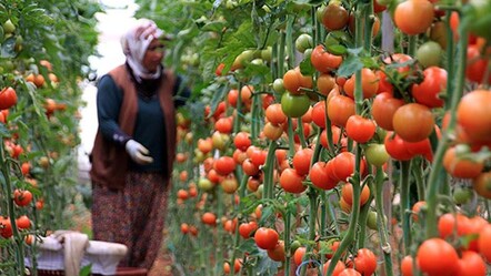 Domateste bolluk kavgası! Çiftçi ile fabrikalar karşı karşıya geldi - ekonomi