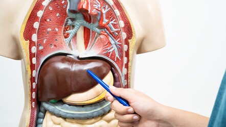 Karaciğeri yıpratıyor, her gün 3.500 kişiyi hayattan koparıyor! Önleminizi mutlaka alın - saglik