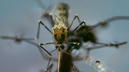 Ölümcül virüs paniği: Sineklerden bulaşıyor! Komşuda 6 kişi hayatını kaybetti - dunya