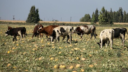 Hataylı çiftçi tarlasını depremzedelere yardım için bıraktı! Toplanmayan tonlarca kavun hayvanlara yem oldu - gundem
