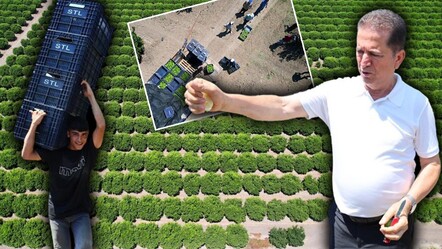 Kilosu 80 liraya kadar çıktı! Zam şampiyonu limonun fiyatını düşürecek hasat başladı - ekonomi