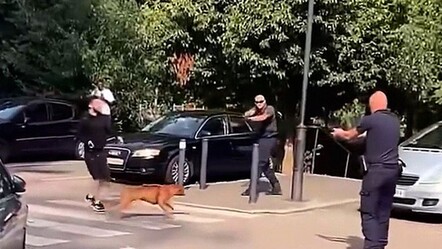 Fransa köpekle böyle mücadele ediyor! Sahibinin gözü önünde vurdular - gundem