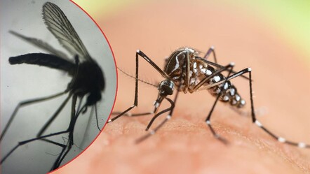 Bu sivrisineğe dikkat! İstanbul'da yaygınlaşan 