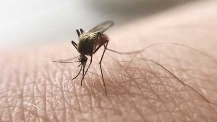 Yunanistan’da Batı Nil virüsü alarmı: Ölü sayısı 8’e çıktı - saglik