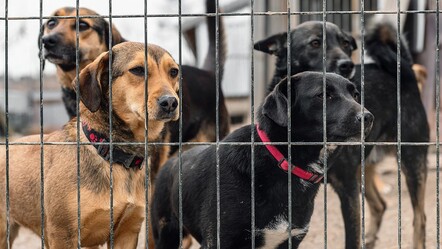 Köpek uyutan Avrupa bizi boykot ediyor - gundem