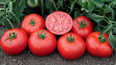 Tarım Kredi’den salçalık domatese alımla müdahale - haberler