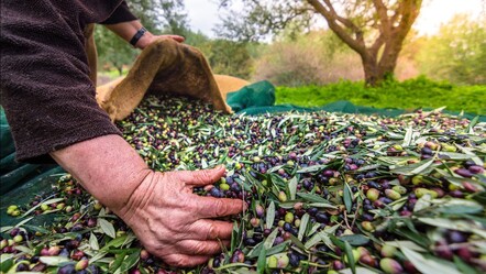 Sofralık zeytin ihracatı 200 milyon dolara koşuyor! 2023-24 sezonunun 10 aylık dönemin rakamları açıklandı - ekonomi