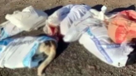 Uzunköprü'deki köpek vahşetine belediyeden açıklama: Caniler hesap verecek - dunya