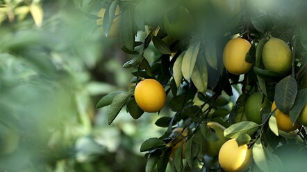 Limonun fiyatı Bayburt'ta ekşidi! Kilosu 10 lirayken tanesi 15 oldu - gundem