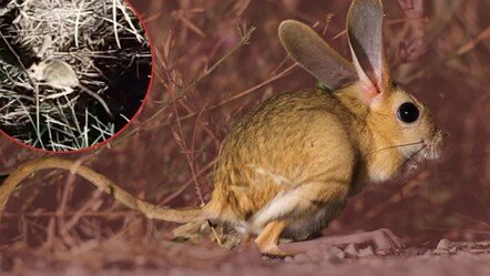 Çankırı'da nesli tehlike altında olan Arap tavşanı görüntülendi - Yaşam