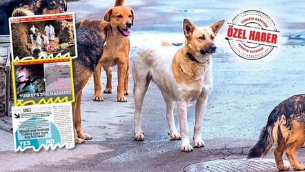 Köpek katili İngiltere Türkiye'ye saldırıyor! İki yüzlüler boykot çağrısı yaptı - gundem