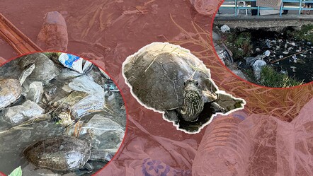 Ege'nin turizm merkezi İzmir Çeşme'de kaplumbağalar kirli suda yaşama mücadelesi verirken görüntülendi - spor