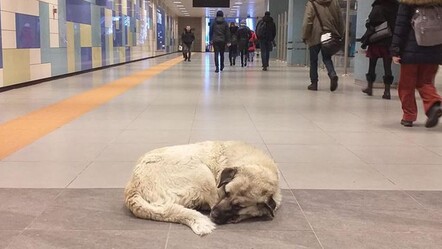 Başıboş sokak köpeğinin ısırdığı turist İBB'ye dava açtı - ekonomi