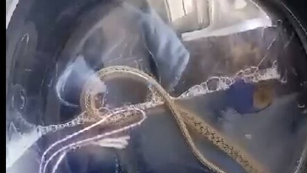 Hakkari'de ilginç olay! Çamaşır makinesinden yılan çıktı - gundem