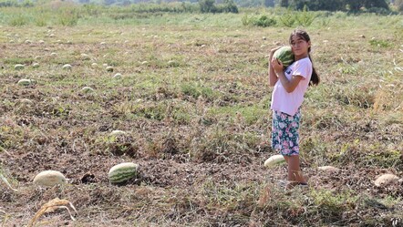 Karpuz Aydın'da 1 liranın altına düştü, bir taraf sevindi diğer taraf hayatının şokunu yaşadı - gundem