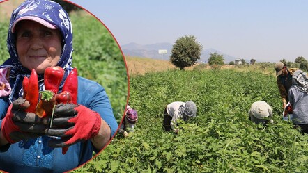 Ellerini yüzlerine süremediler! Hatay'da biber hasadı güncel fiyatı verdi - ekonomi
