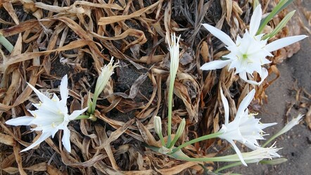 Koparmanın cezası 387 bin liraya çıkarıldı! Mersin'de ilk 'kum zambakları' çiçek açtı - yasam