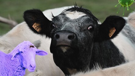 Bir virüs daha! Karantinaya sebep olmuştu - gundem