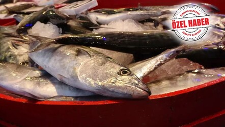 Bu yıl doyacağız... Balık bolluğu imdada yetişti! - haberler