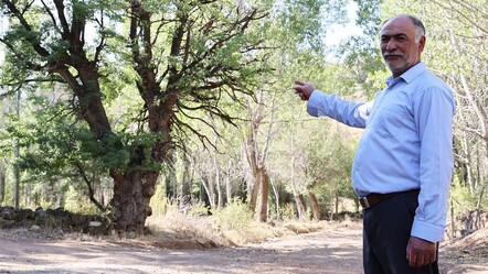 4 asırlık ağaca korkularından ellerini süremiyorlar! Sebebini duyan şoke oluyor - gundem