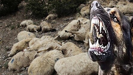 Başıboş sokak köpeği vahşeti! 19 koyun telef oldu - gundem