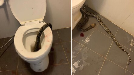 Klozetten 3 buçuk metrelik piton çıktı! Tayland’da korkutan görüntü - gundem