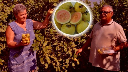 Mersin'de guava hasadı başladı! Kilosu tarlada 25 TL - ekonomi