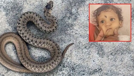 Ülke bu bebeği konuşuyor! Oyuncak sandığı yılanı ısırarak öldürdü - dunya