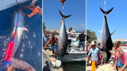 2,5 metre, 370 kilo! Bodrum'da yakalanan dev balık, vinçle denizden çıkarıldı - gundem