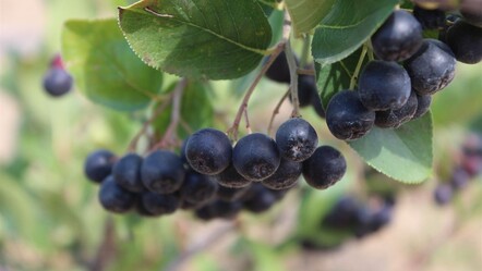 Fabrikasını kapatıp memleketine dönmüştü Aronya talebi patladı! İlk hasat gerçekleşti... - ekonomi