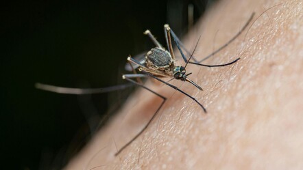 ABD'de yeni virüs alarmı! Sivrisinekten insana bulaşıyor, yakalananların yüzde 30'u ölüyor - gundem