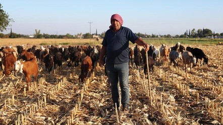 Çobansız kalan üretici ne yapacağını bilemedi, kendiyle çelişti: Hem 'çekilecek iş değil', hem de 'çocuk işi' dedi - ekonomi
