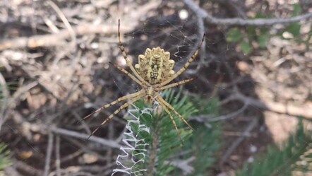 Dünyanın en zehirli örümcekleri arasında... Tokat'ta görüldü - gundem