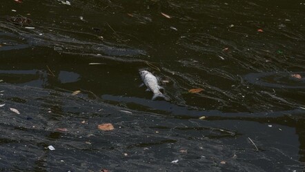 İzmir'deki balık ölümleri... Uzmanlar açıkladı: Yılların kirlilik birikimi var - dunya