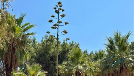 100 yılda bir çiçek açan 'Agave' bitkisine Didim'de rastlandı! Koparmanın cezası 387 bin TL - gundem
