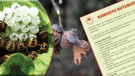 Kahverengi kokarcayla mücadeleye Tarım ve Orman Bakanlığı'ndan destek: Samuray arılarına 300 bin ilave - gundem