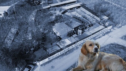 Hayvan sevgisi adında büyük vurgun! Silivri'deki dernekten 30 milyon TL'lik bağış buhar olmuş - gundem