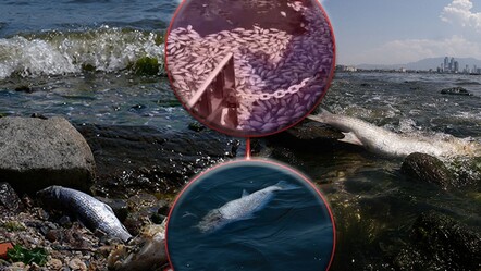 İzmir Körfezi'nde kirlilik had safhada: En çok dip balıklarını öldürüyor - gundem